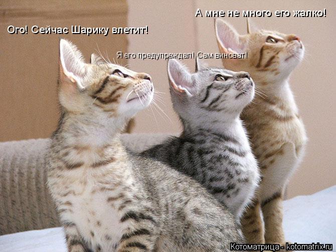 Котоматрица: Ого! Сейчас Шарику влетит! Я его предупреждал! Сам виноват! А мне не много его жалко!