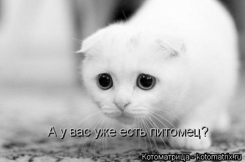 Котоматрица: А у вас уже есть питомец?