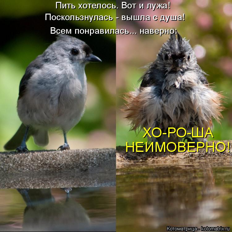 Котоматрица: Пить хотелось. Вот и лужа!  Поскользнулась - вышла с душа! Всем понравилась... наверно: ХО-РО-ША  НЕИМОВЕРНО!