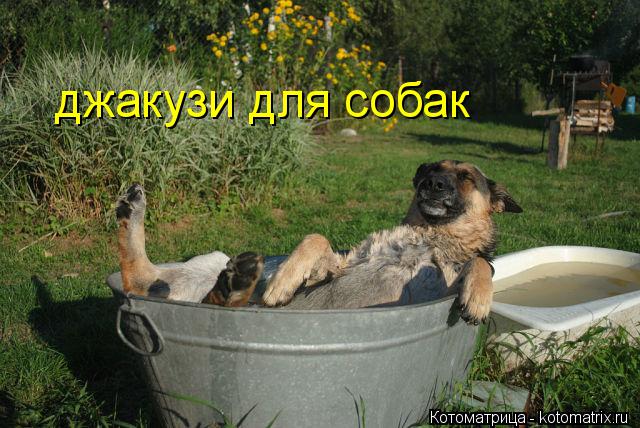 Котоматрица: джакузи для собак