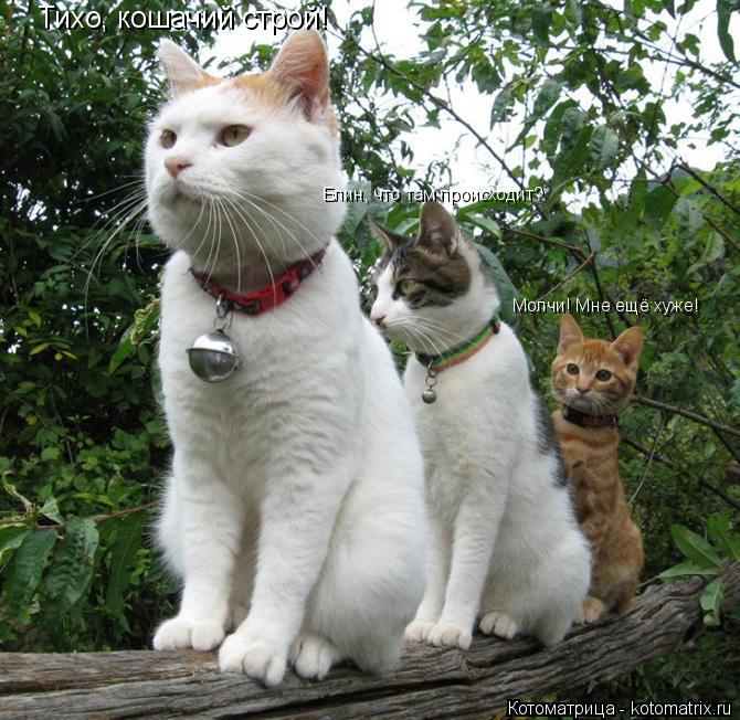 Котоматрица: Тихо, кошачий строй! Блин, что там происходит? Молчи! Мне ещё хуже!