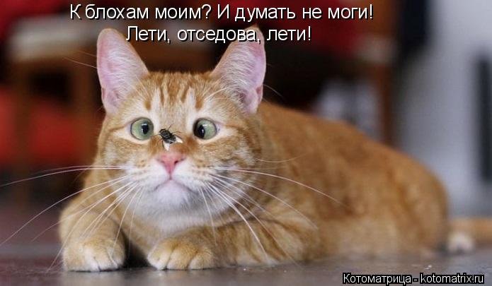 Котоматрица: К блохам моим? И думать не моги! Лети, отседова, лети!