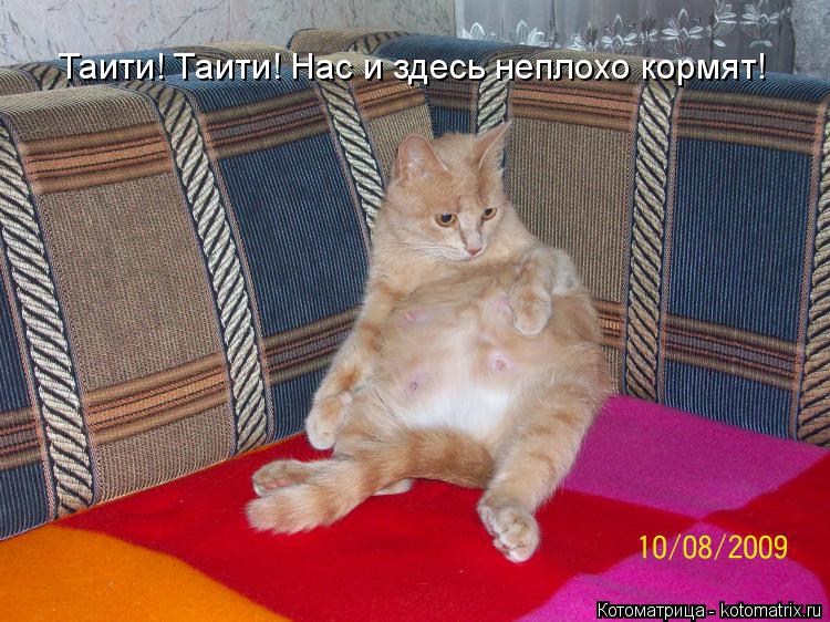 Котоматрица: Таити! Таити! Нас и здесь неплохо кормят!