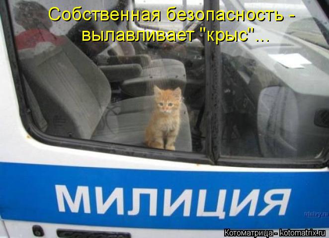 Котоматрица: Собственная безопасность -  вылавливает "крыс"...