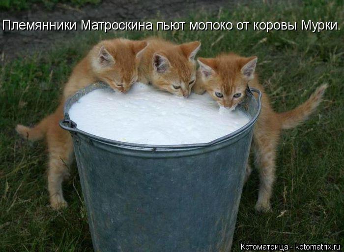 Котоматрица: Племянники Матроскина пьют молоко от коровы Мурки.