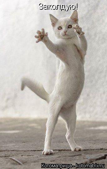 Котоматрица: Заколдую!