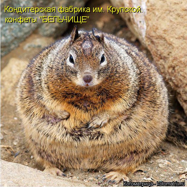 Котоматрица: Кондитерская фабрика им. Крупской. конфеты "БЕЛЬЧИЩЕ"