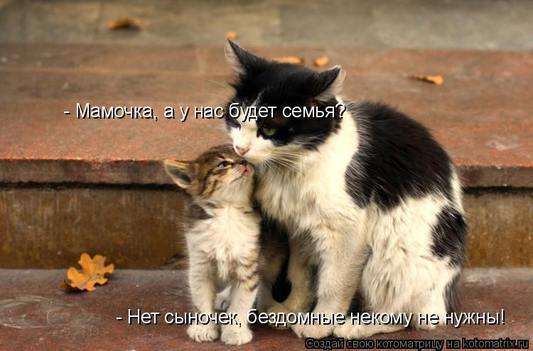Котоматрица: - Мамочка, а у нас будет семья? - Нет сыночек, бездомные некому не нужны!