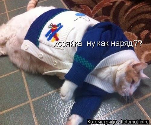 Котоматрица: хозяйка  ну как наряд??