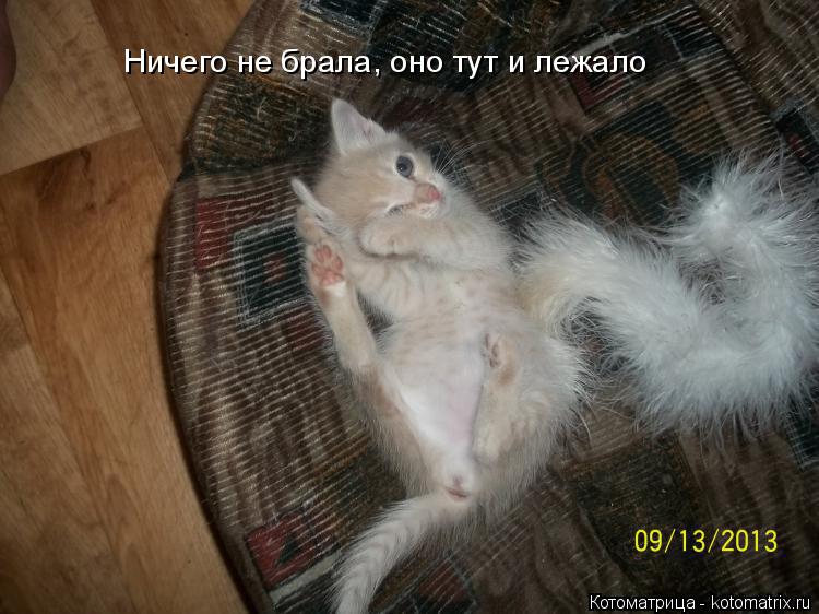 Котоматрица: Ничего не брала, оно тут и лежало