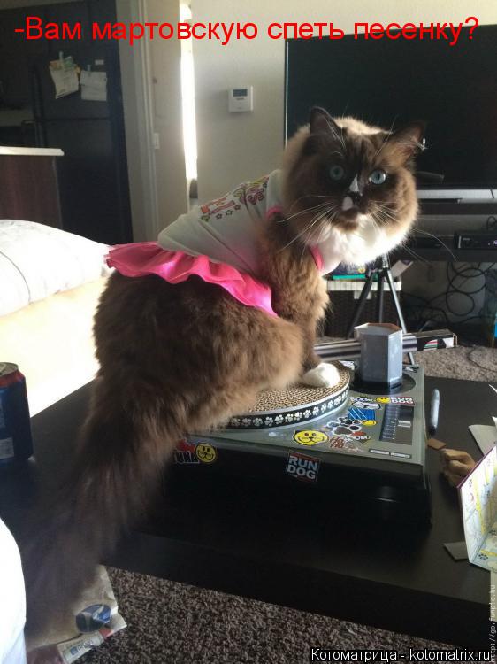 Котоматрица: -Вам мартовскую спеть песенку?