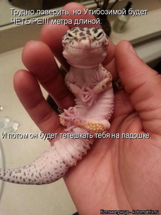 Котоматрица: Трудно поверить, но Утибозимой будет   ЧЕТЫРЕ!!! метра длиной.  И потом он будет тетёшкать тебя на ладошке.