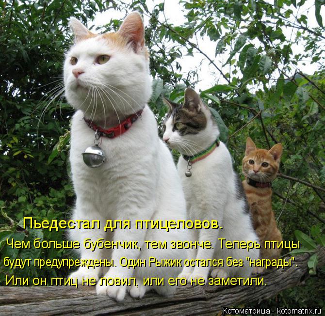 Котоматрица: Пьедестал для птицеловов. Чем больше бубенчик, тем звонче. Теперь птицы будут предупреждены. Один Рыжик остался без "награды". Или он птиц не