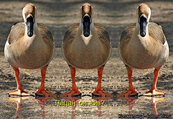 Котоматрица: Пацан ,он жив?