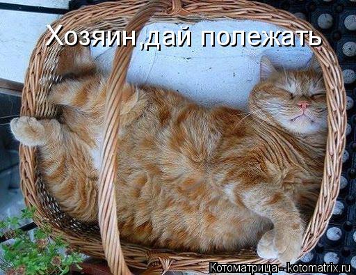 Котоматрица: Хозяин,дай полежать