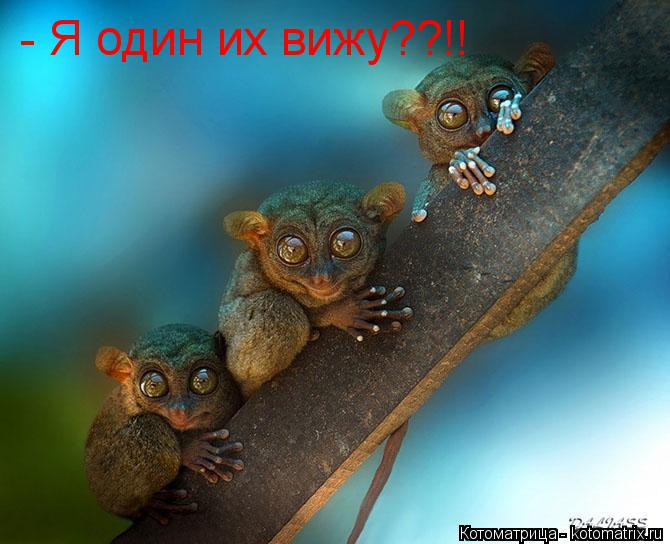Котоматрица: - Я один их вижу??!!