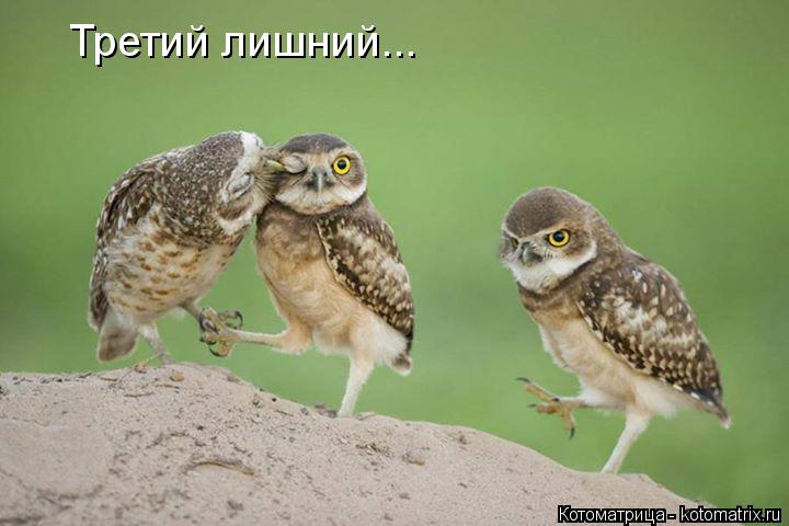 Котоматрица: Третий лишний...