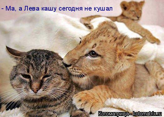 Котоматрица: - Ма, а Лева кашу сегодня не кушал
