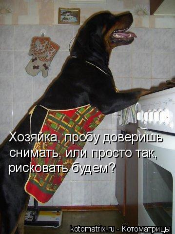 Котоматрица: Хозяйка, пробу доверишь снимать, или просто так,  рисковать будем?