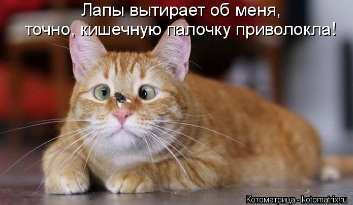 Котоматрица: Лапы вытирает об меня, точно, кишечную палочку приволокла!