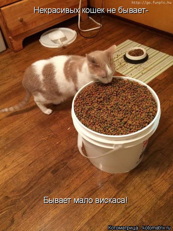 Некрасивых кошек не бывает- Бывает мало вискаса!... Котоматрица: Некрасивых кошек не бывает- Бывает мало вискаса!