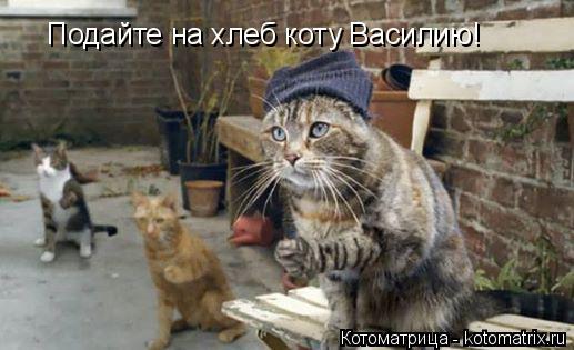 Котоматрица: Подайте на хлеб коту Василию!