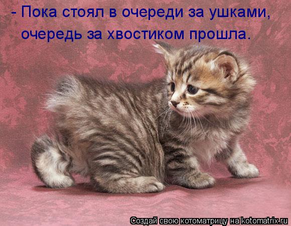 Котоматрица: - Пока стоял в очереди за ушками,  очередь за хвостиком прошла.