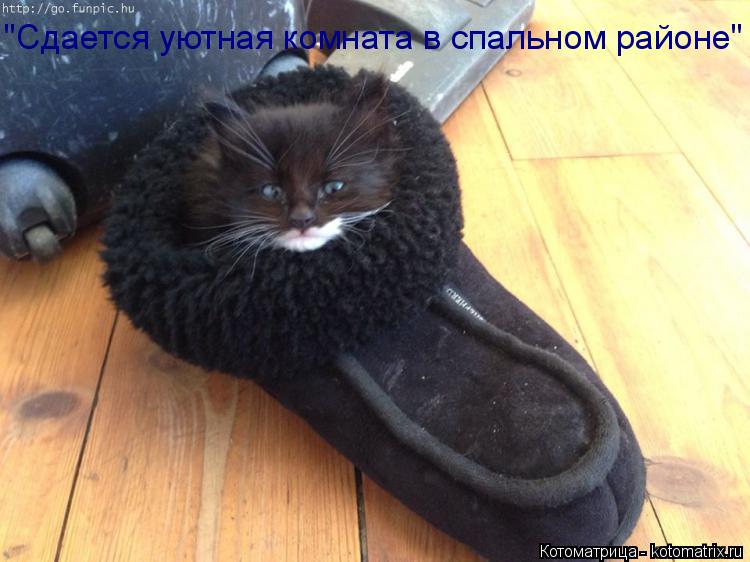 Котоматрица: "Сдается уютная комната в спальном районе"