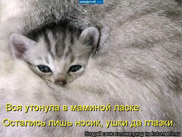 Котоматрица: Остались лишь носик, ушки да глазки. Вся утонула в маминой ласке.