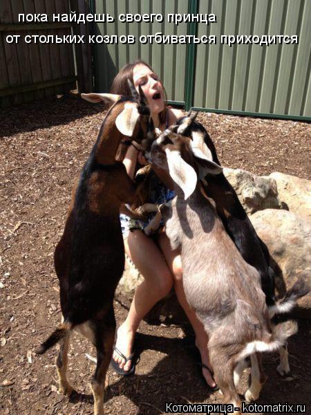 Котоматрица: пока найдешь своего принца от стольких козлов отбиваться приходится