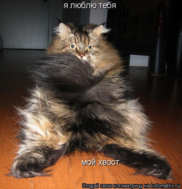 Котоматрица: я люблю тебя мой хвост