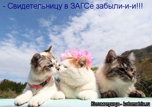 Котоматрица: - Свидетельницу в ЗАГСе забыли-и-и!!!