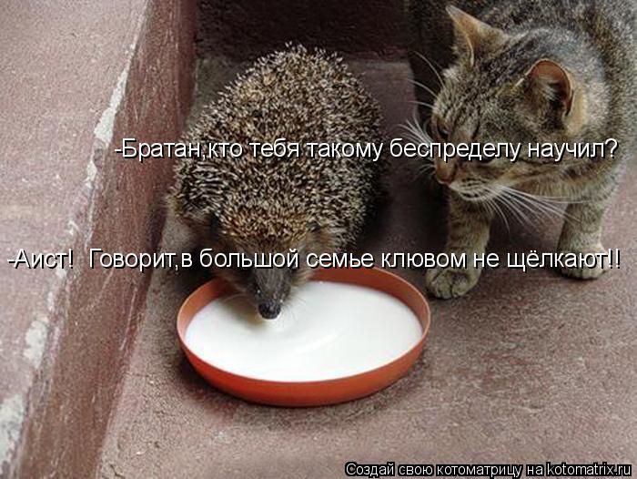 Котоматрица: -Братан,кто тебя такому беспределу научил? -Аист!  Говорит,в большой семье клювом не щёлкают!!