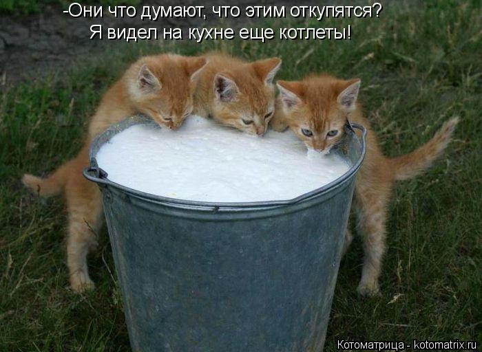 -Они что думают, что этим откупятся? Я видел на кухне еще котлеты!... Котоматрица: -Они что думают, что этим откупятся? Я видел на кухне еще котлеты!