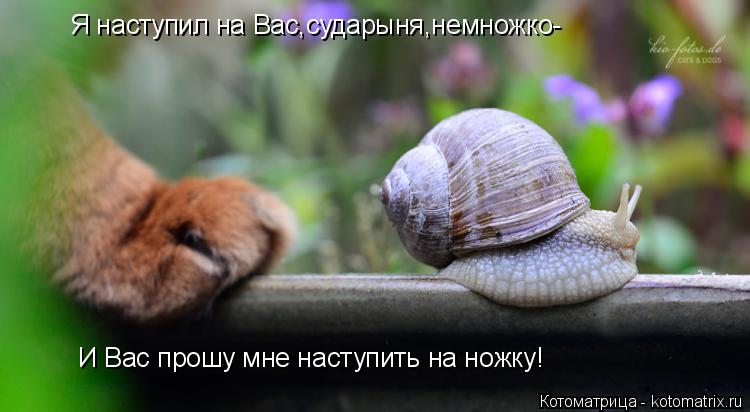 Я наступил на Вас,сударыня,немножко- И Вас прошу мне наступить на ножку!... Котоматрица: Я наступил на Вас,сударыня,немножко- И Вас прошу мне наступить на ножку!
