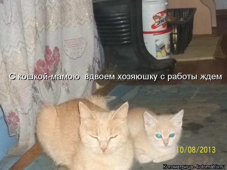 Котоматрица: С кошкой-мамою  вдвоем хозяюшку с работы ждем
