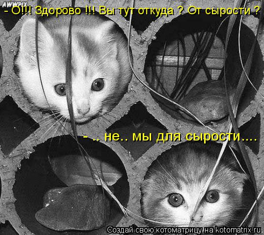 Котоматрица: - О!!! Здорово !!! Вы тут откуда ? От сырости ? - .. не.. мы для сырости....