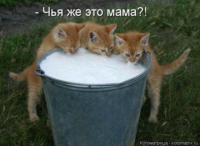 Котоматрица: - Чья же это мама?!