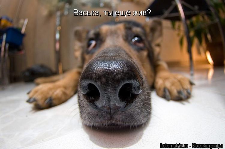 Котоматрица: Васька, ты ещё жив?