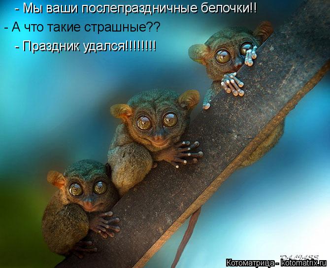 Котоматрица: - Мы ваши послепраздничные белочки!! - А что такие страшные?? - Праздник удался!!!!!!!!