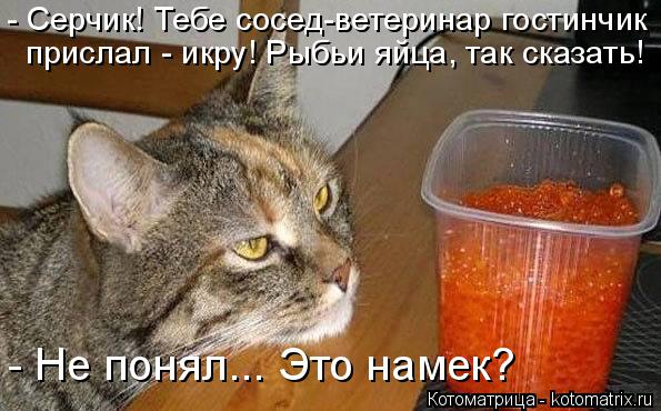 Котоматрица: - Серчик! Тебе сосед-ветеринар гостинчик  прислал - икру! Рыбьи яйца, так сказать! - Не понял... Это намек?