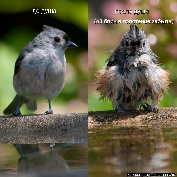 Котоматрица: до душа после душа (ой блин я полотенце забыла)