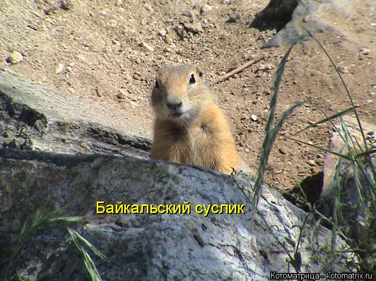 Котоматрица: Байкальский суслик