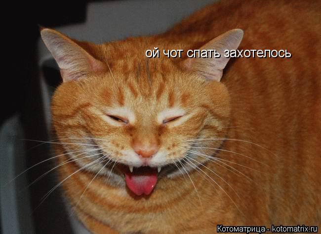 Котоматрица: ой чот спать захотелось