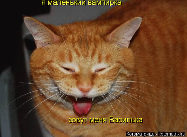 Котоматрица: я маленький вампирка  зовут меня Василька