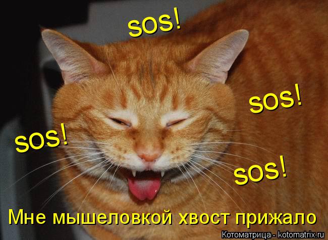 Котоматрица: Мне мышеловкой хвост прижало sos! sos! sos! sos!