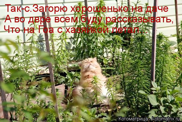 Котоматрица: Так-с.Загорю хорошенько на даче  А во двре всем буду рассказывать, Что на Гоа с хазяйкой летал...