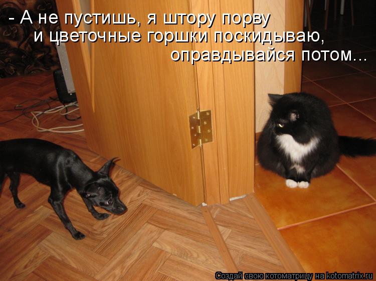 Котоматрица: - А не пустишь, я штору порву  и цветочные горшки поскидываю, оправдывайся потом...