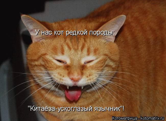 Котоматрица: У нас кот редкой породы: "Китаёза-ускоглазый язычник"!