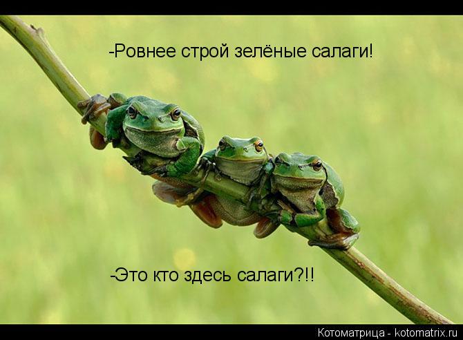 Котоматрица: -Ровнее строй зелёные салаги! -Это кто здесь салаги?!!